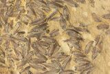 Fossil Fish (Gosiutichthys) Mortality Plate - Wyoming #227753-3